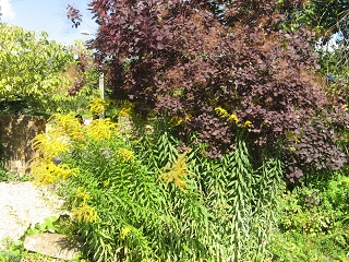 East Lambrook Manor Garden